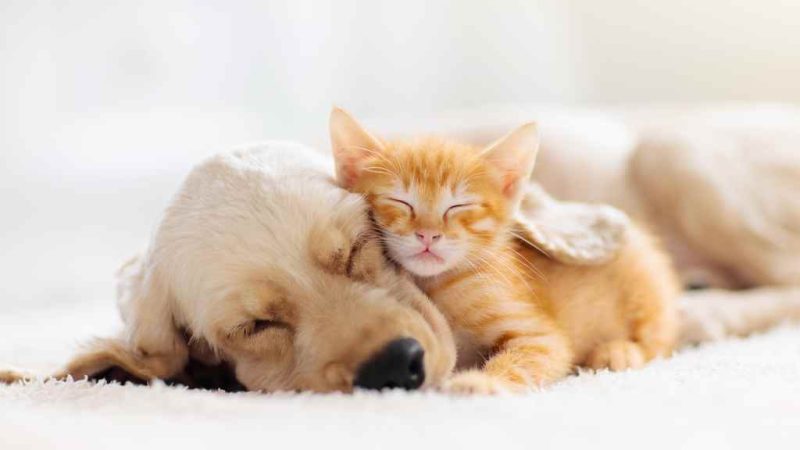 Soninhos felizes: desvendando a ciência das sonecas dos cãezinhos!