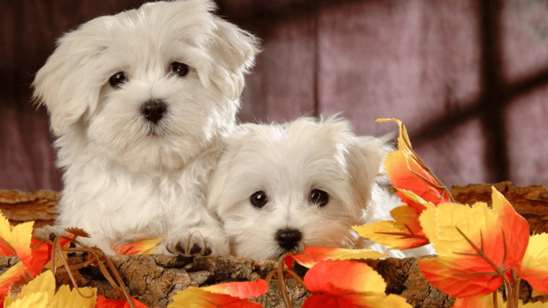 Sons harmoniosos: cura canina em decibéis!