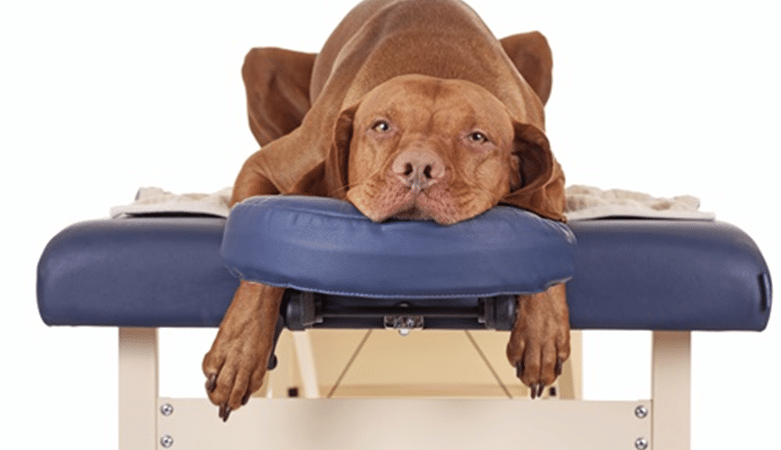 Técnicas de massagem relaxante para cães ansiosos.