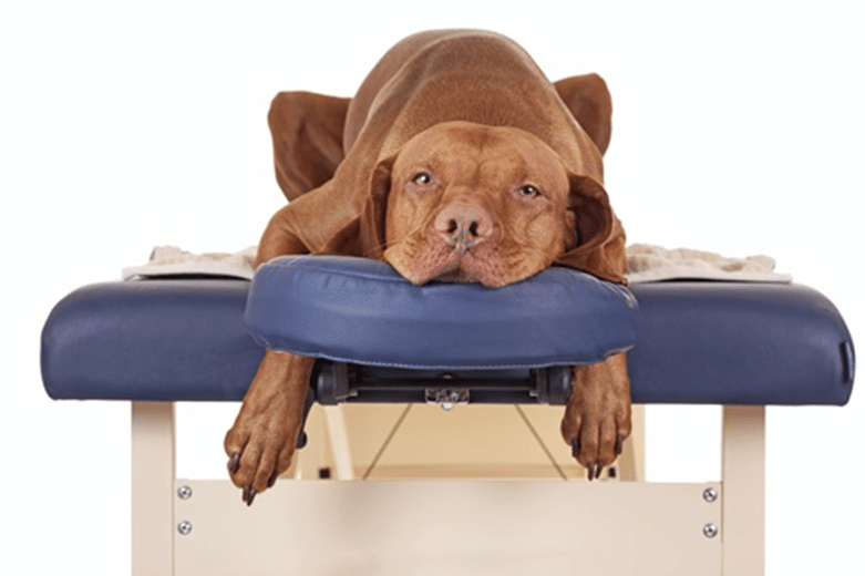 Técnicas de massagem relaxante para cães ansiosos.