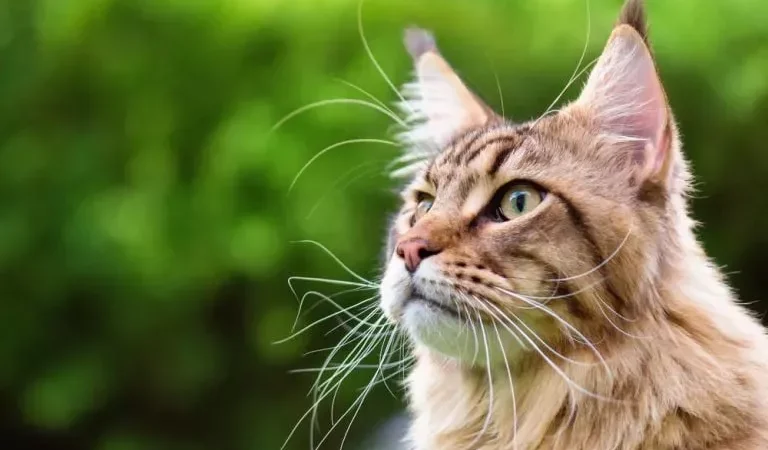 O Mundo Mágico das Vibrissas: O Olhar Curioso dos Gatos