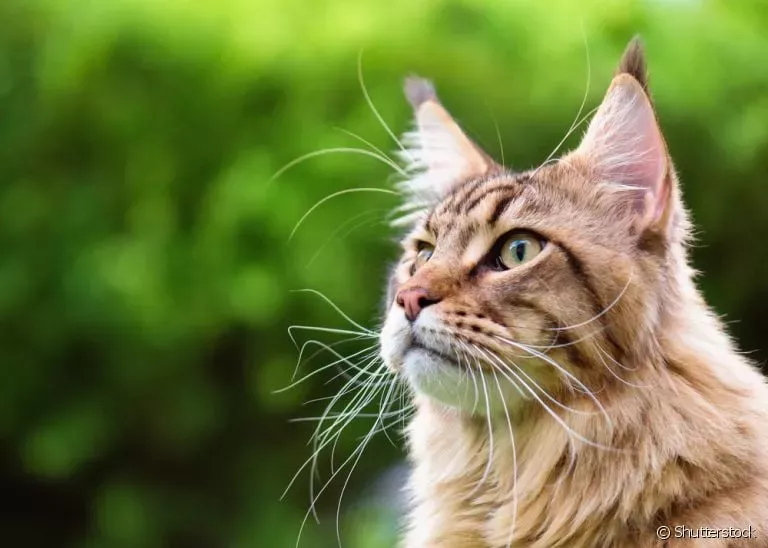 O Mundo Mágico das Vibrissas: O Olhar Curioso dos Gatos