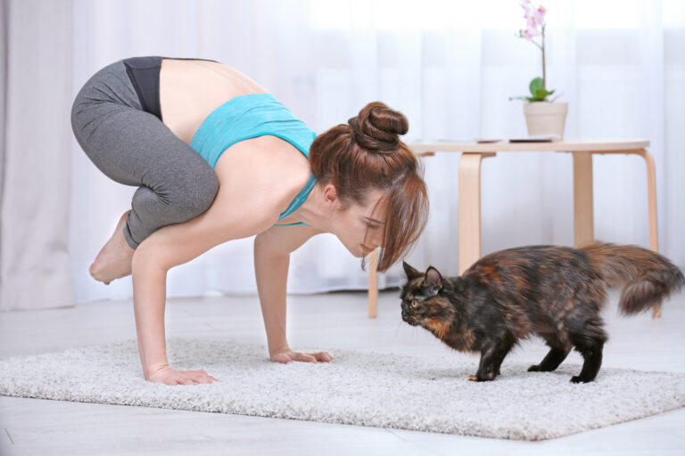 Gatificação zen: Yoga felino para o bem-estar!
