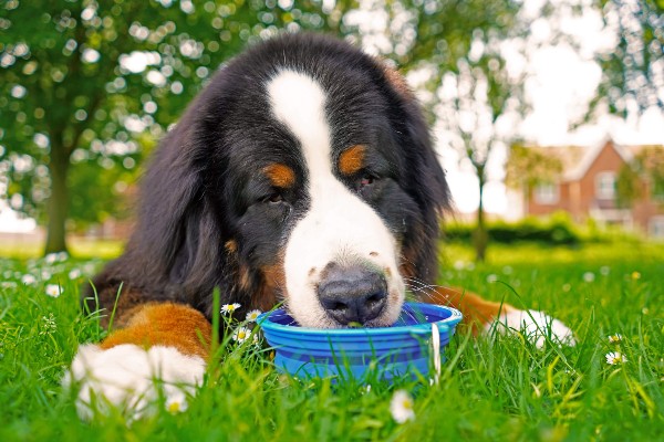 Água na Medida Certa: A Hidratação que Faz o Cão Sorrir!