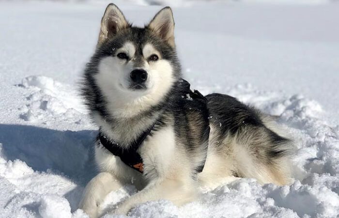 Os Olhos Encantadores do Alaskan Klee Kai: Fascínio Canino!