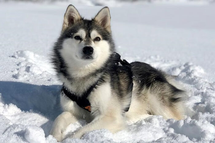 Os Olhos Encantadores do Alaskan Klee Kai: Fascínio Canino!