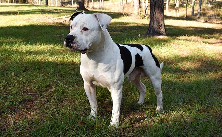 Autoridade e Ternura: A ConfiBULLança do American Bulldog!