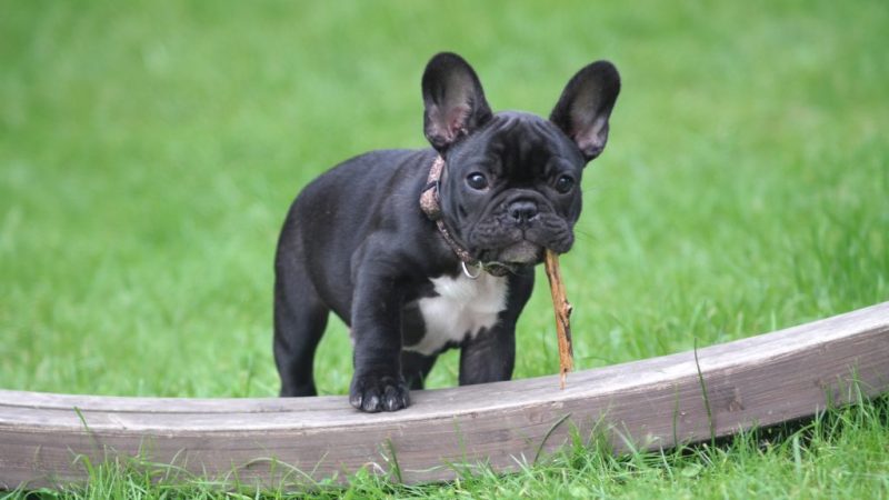 A alegre influência cultural do Frenchie!