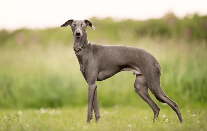 A Fidelidade do Greyhound: Amor Incondicional em Quatro Patas!
