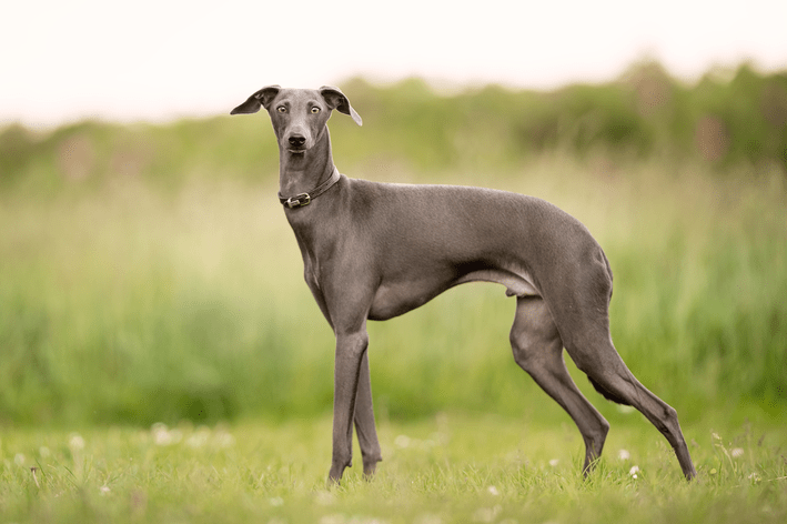 A Fidelidade do Greyhound: Amor Incondicional em Quatro Patas!