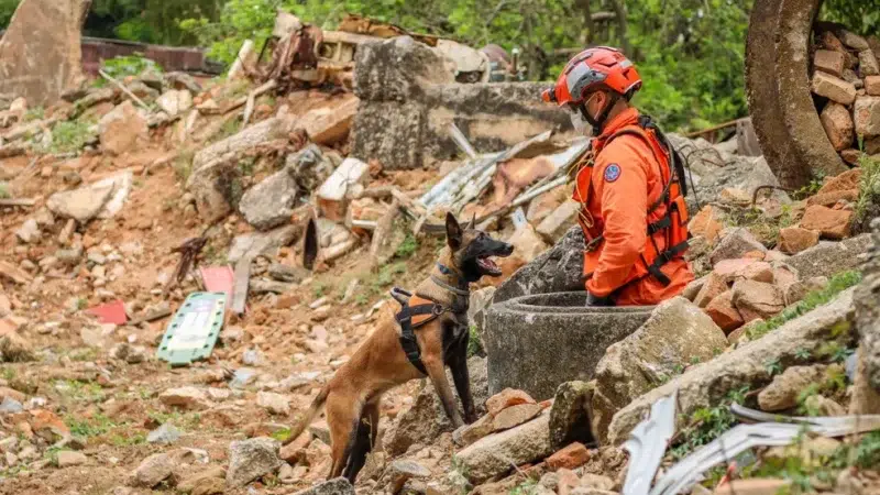 A história dos cães nas missões de resgate em montanhas.