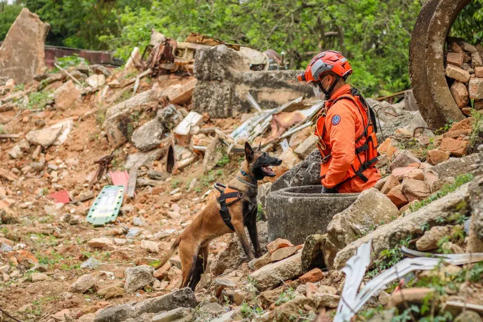 A história dos cães nas missões de resgate em montanhas.