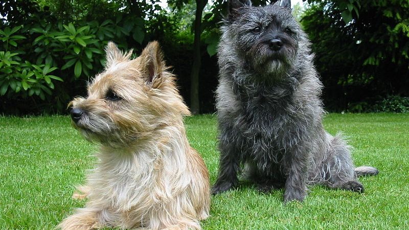 Cairn Terrier: Alegria Britânica em Quatro Patas!