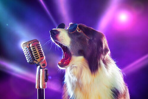 As mais belas canções dedicadas aos cachorros.