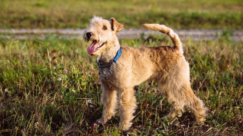 O Encanto do Lakeland Terrier: Beleza e Alegria!