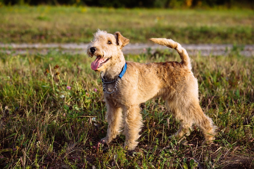 O Encanto do Lakeland Terrier: Beleza e Alegria!
