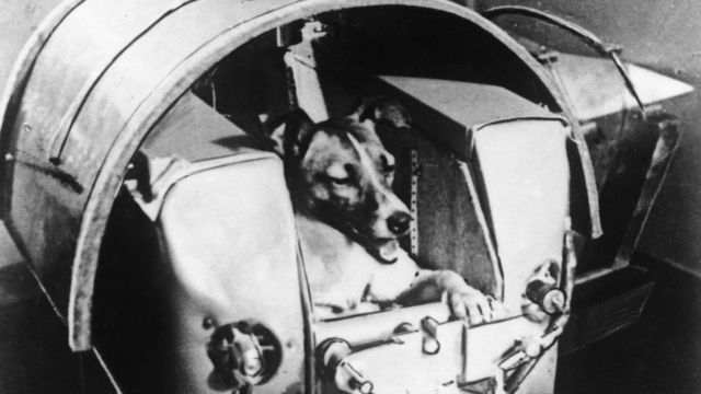 Cães em missões espaciais: Histórias não contadas.