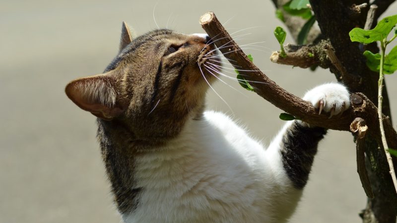 Chá para gatinhos zen: Receitas seguras e relaxantes!