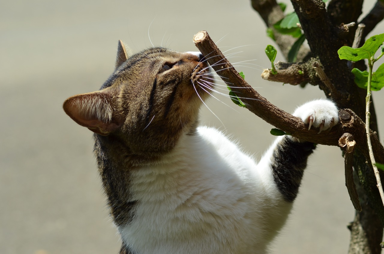 Chá para gatinhos zen: Receitas seguras e relaxantes!
