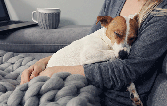 Truques de tranquilidade: como acalmar cãezinhos em tempestades!