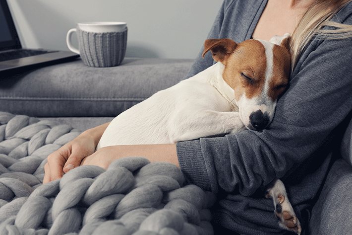 Truques de tranquilidade: como acalmar cãezinhos em tempestades!