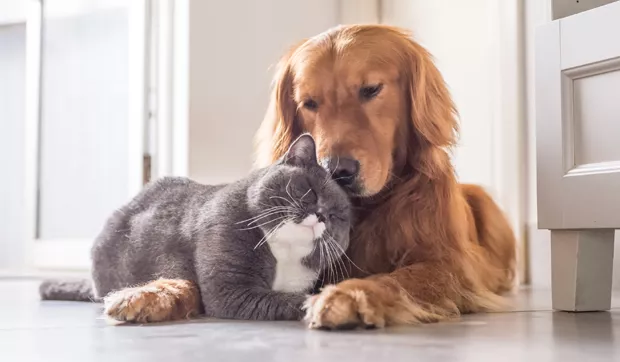 Aceitando Patinhas e Bigodes: Como unir cães e gatos!