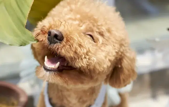 Música: o tempero perfeito para o comportamento dos cãezinhos!