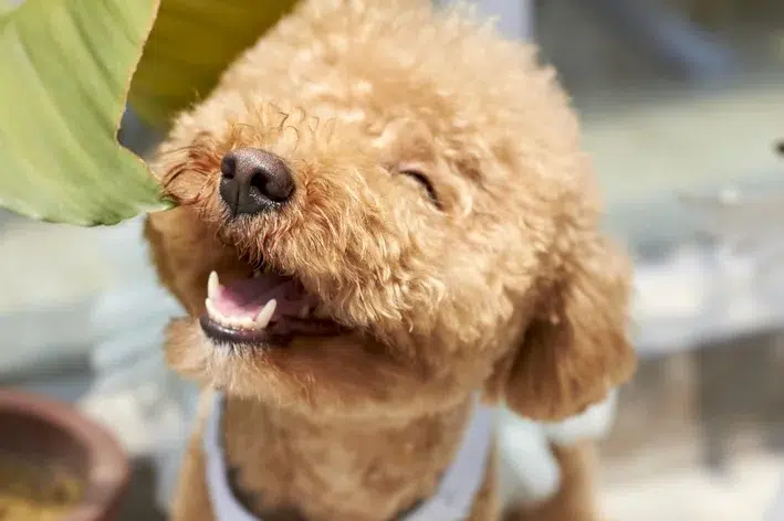 Música: o tempero perfeito para o comportamento dos cãezinhos!