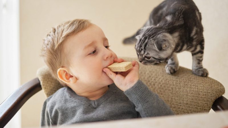 Gatos e crianças: União de fofura para um lar feliz!