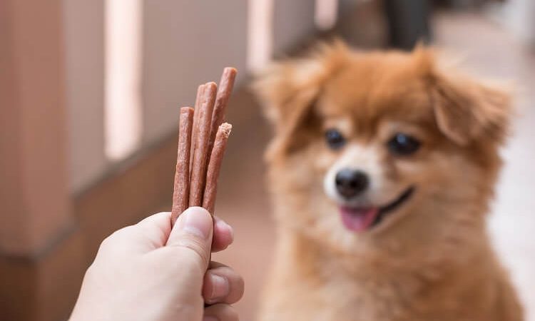 Delícias naturais para cãezinhos: Desvendando mitos e verdades!