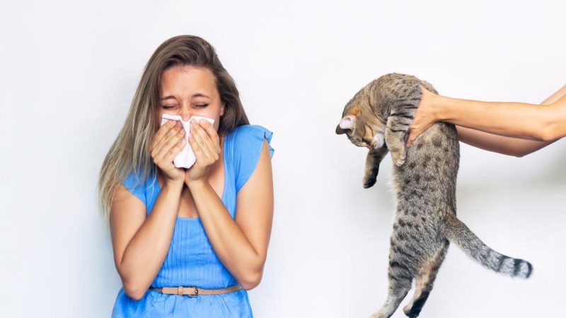 Dicas para conviver com gatos sem alergias: limpeza e cuidados essenciais