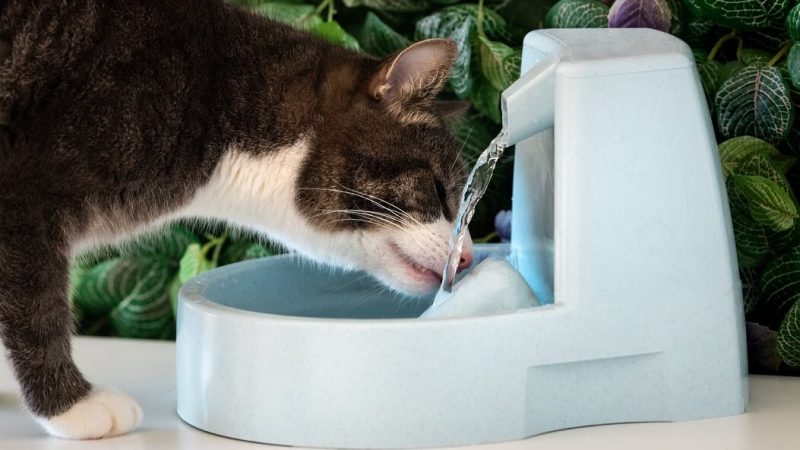 Água à vontade: a fonte da vitalidade felina!