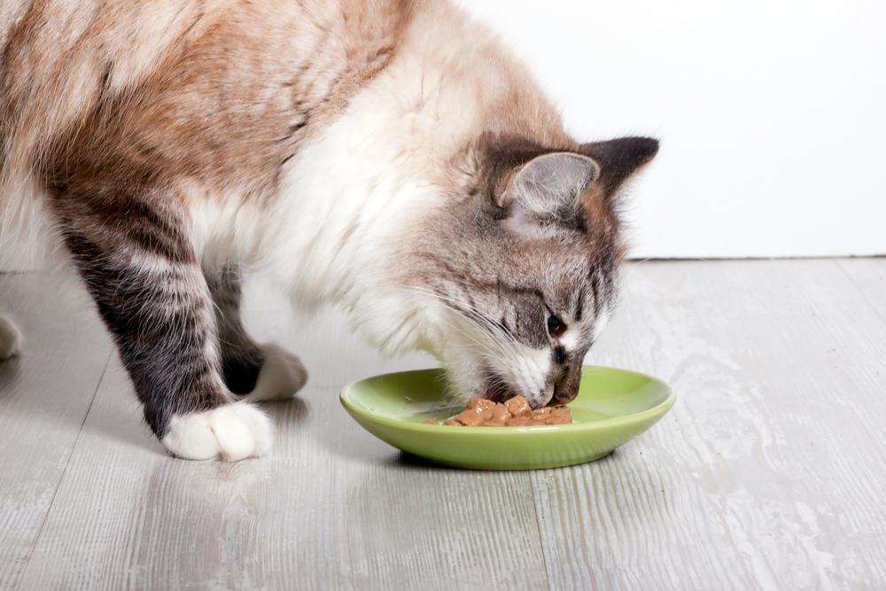 Gatos Gourmet: Domine a Arte de Conquistar Paladares Felinos!