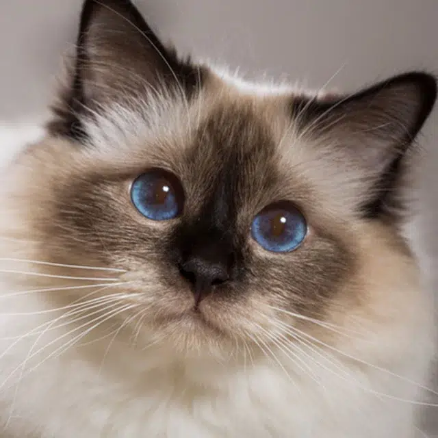 Birman: Personalidade Suave e Encantadora!