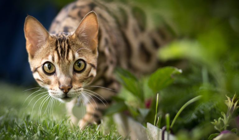 Alegria contagiosa: O irresistível gato Bristol!