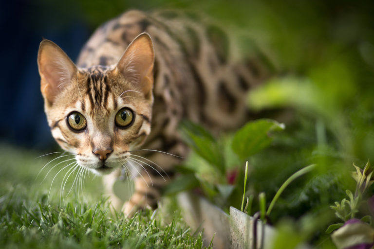 Alegria contagiosa: O irresistível gato Bristol!