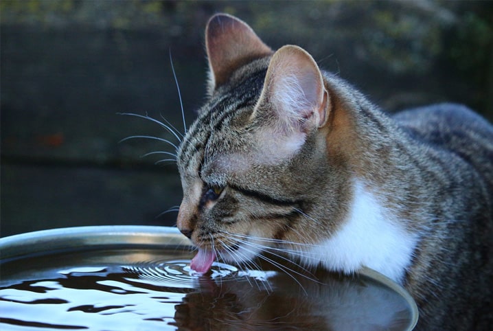Maravilhas aquáticas: a serenidade das fontes mágicas para gatos!