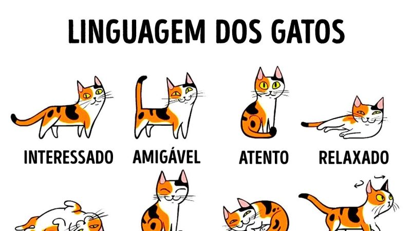 Decifrando os sussurros auriculares: a arte de entender os gatinhos!