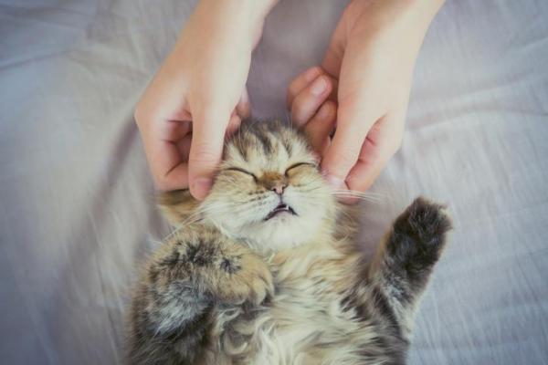 Acarinhar com Carinho: Massagem Felina para o Bem-Estar!