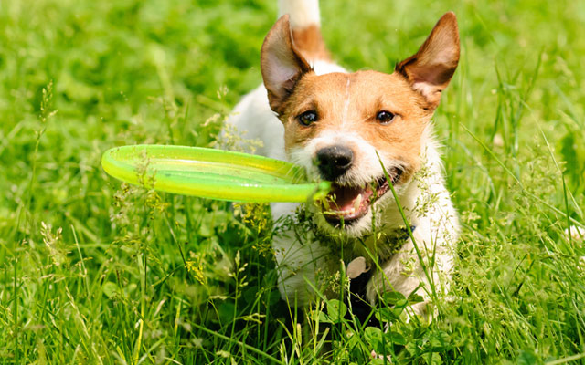 A importância do olfato em jogos e atividades caninas.