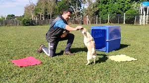 Um lar adaptado: Transforme sua casa em um paraíso para cães especiais!