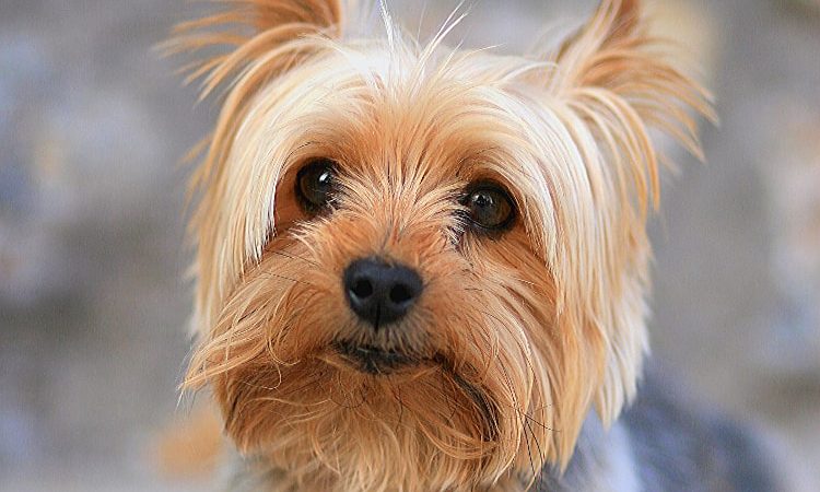 Yorkshire Terrier: Encanto em miniatura, personalidade gigante!