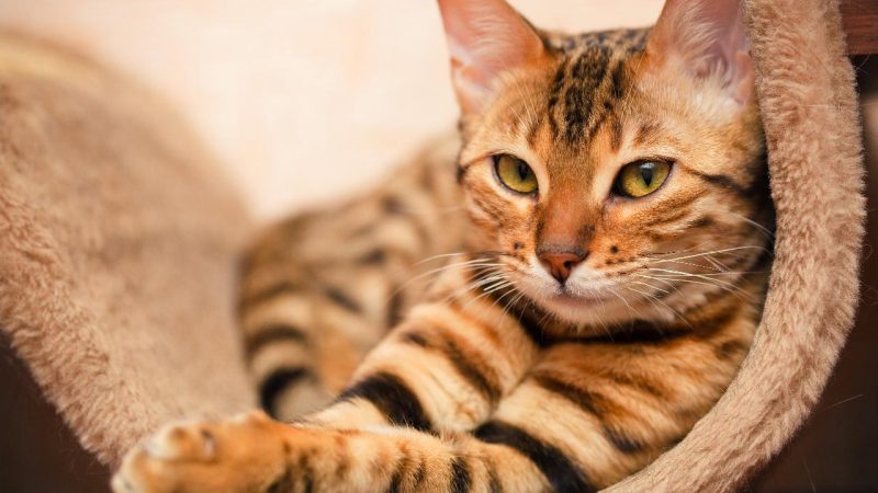 Segredos felinos: Encante seu gato na tosa!