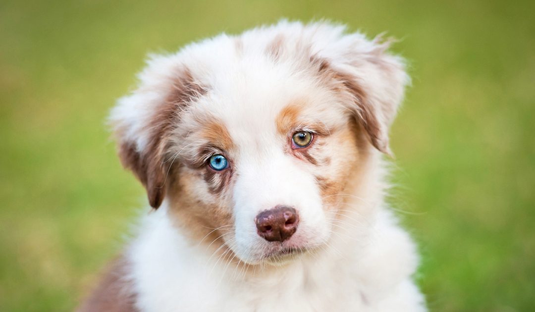 A surpreendente influência genética no seu cãozinho!