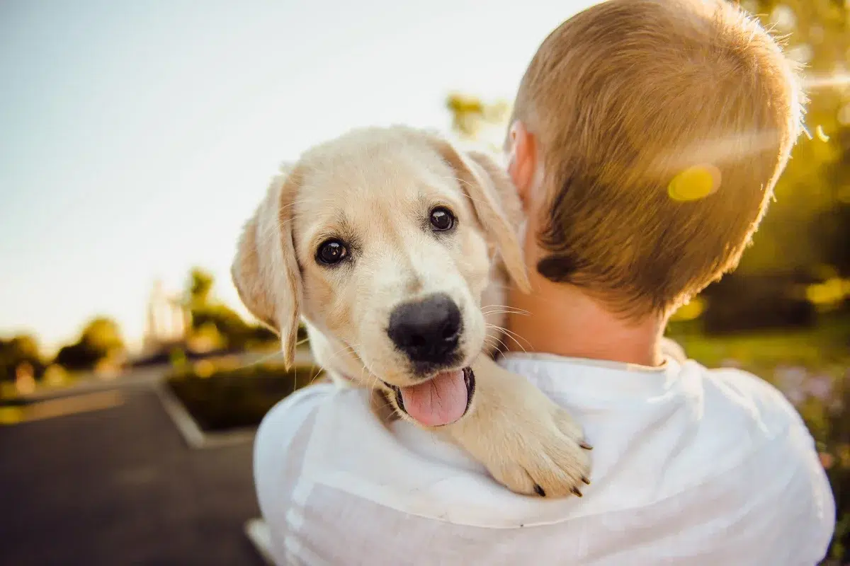 Alegria sem limites: a terapia canina!