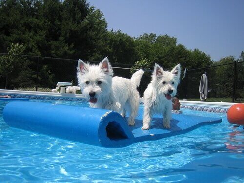 Mergulho canino: Treinando seu cão para esportes aquáticos.
