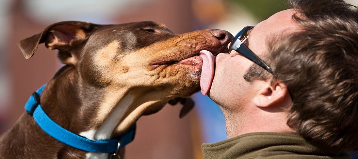 A incrível ligação entre cães e humanos: desvendando a ciência primal!