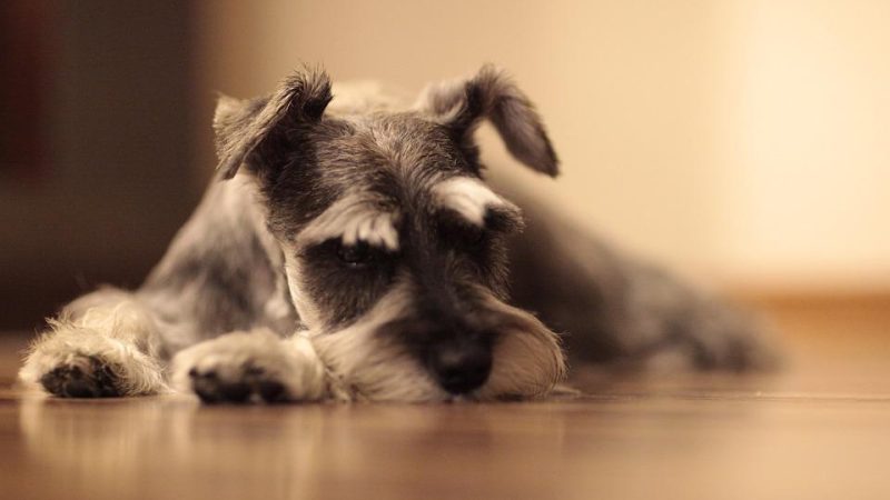 A psicologia do luto em cachorros: Entendendo a perda.