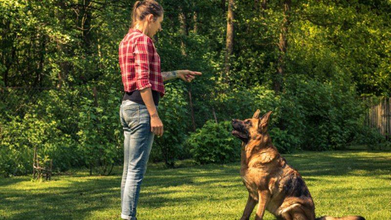 Abafar os latidos: truques divertidos para cachorros barulhentos!