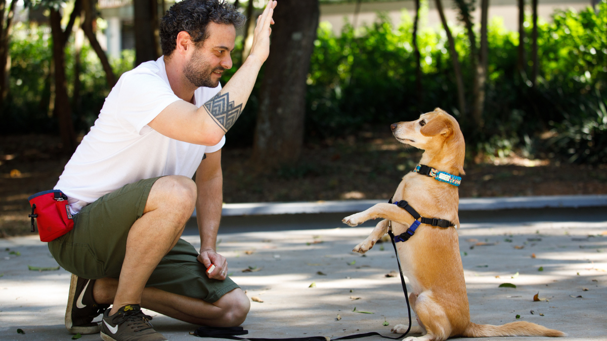 Adestrar caninos medrosos: dicas veterinárias de confiança!